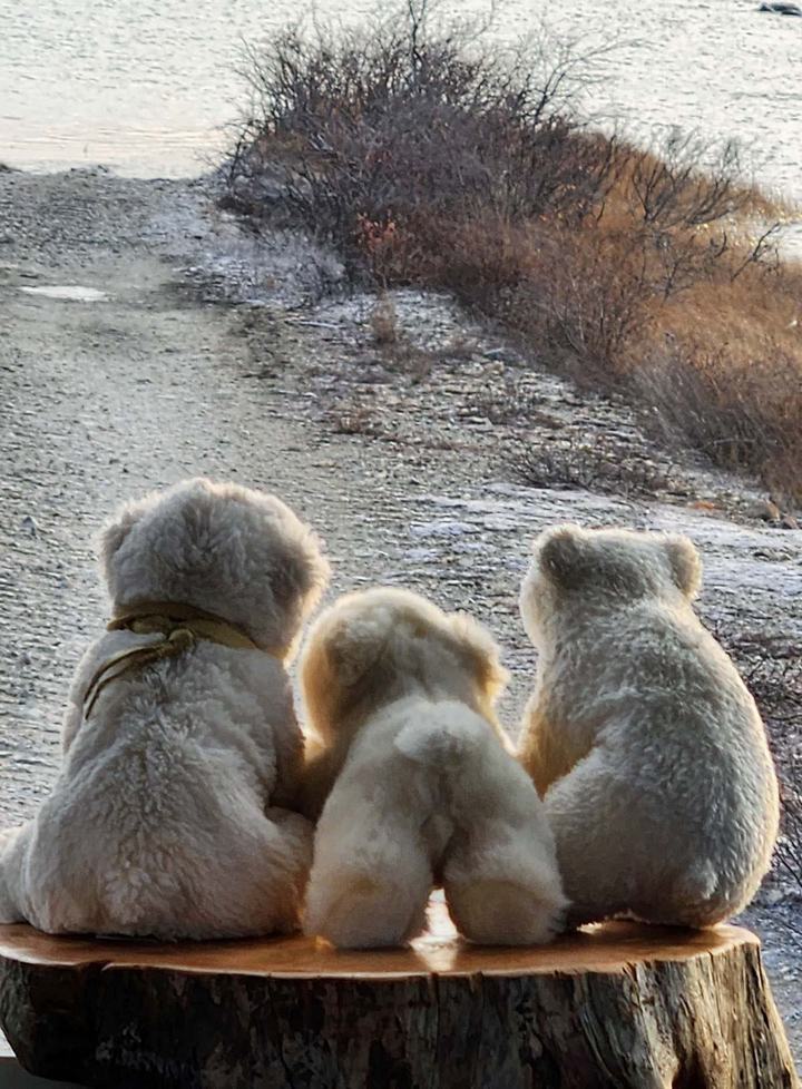 Churchill Manitoba Oct 2023 08